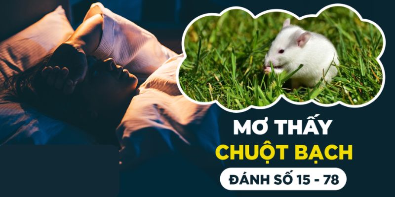 Nằm mơ thấy chuột bạch